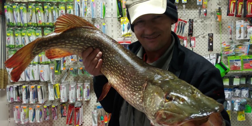 Turna balığı için av yasağı bitti