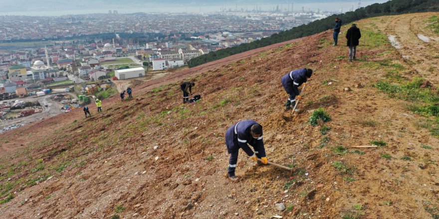 8 bin Toros Sediri dikilecek