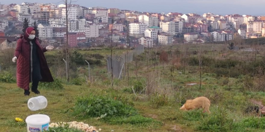 Sokak hayvanları için kilometrelerce yol kat ediyor