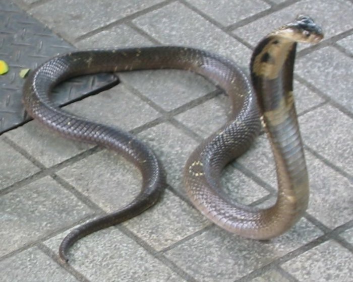 Yılanı burnundan sokup ağzından çıkarıyor