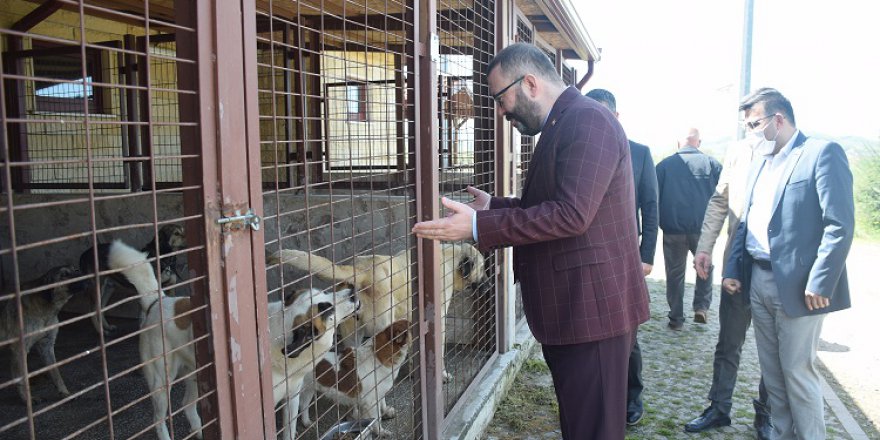 Köpekler sahiplendirilecek