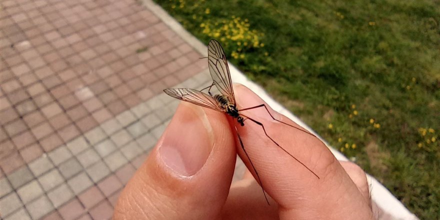 Büyükşehir’den çayır sineği ile ilgili açıklama