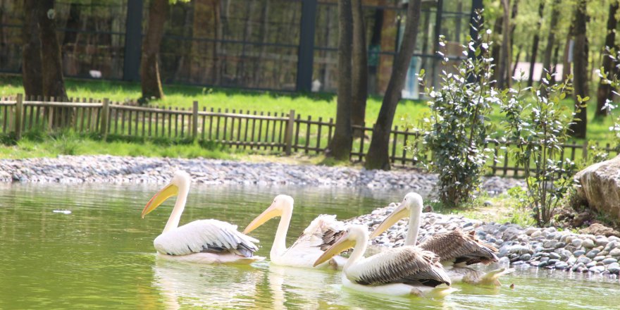 Ormanya’nın yeni  sakinleri Pelikanlar