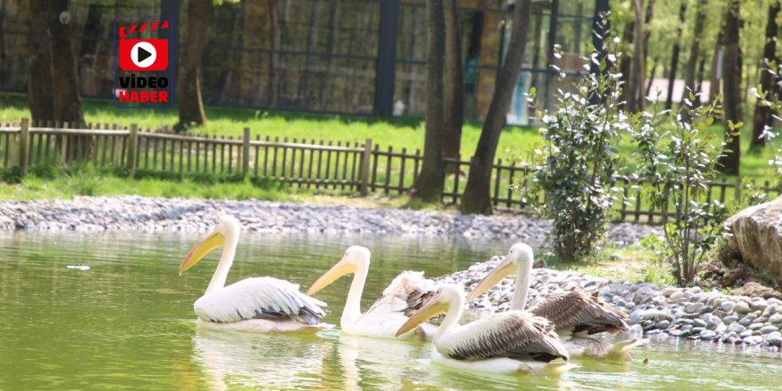 Ormanya’nın yeni sakinleri ‘’Pelikanlar’’ oldu