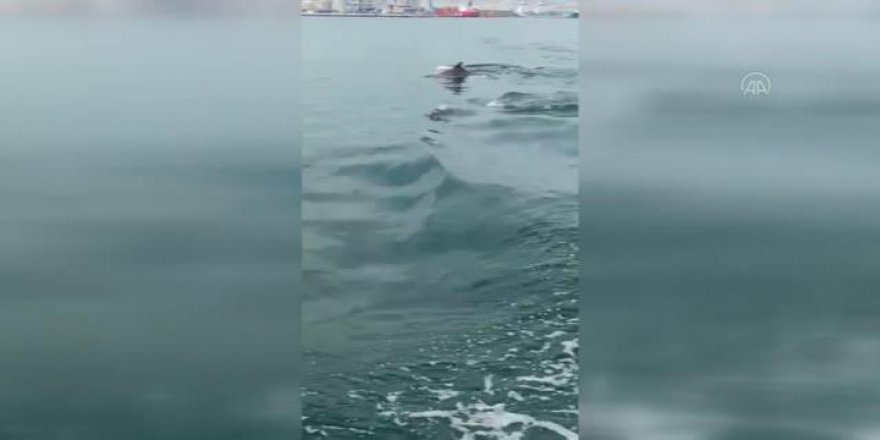 Yunuslar renkli görüntüler oluşturdu