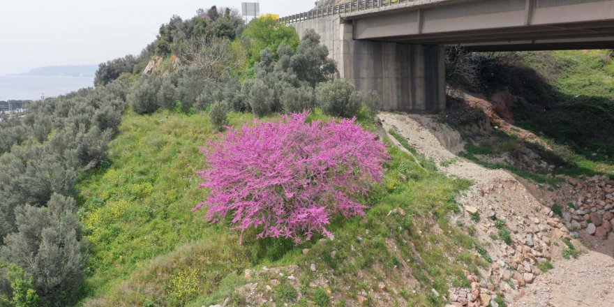 Erguvan ağaçları çiçek açtı
