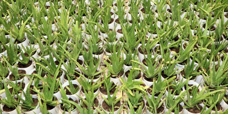 BÜYÜKŞEHİR’DEN  Yaşlılara şifa niyetine proje