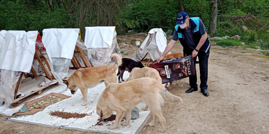 Kısıtlamada sokak hayvanları unutulmadı
