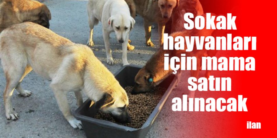 Sokak hayvanları için mama satın alınacak