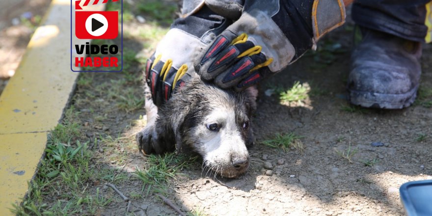 Anne köpek uyardı, Kocaeli itfaiyesi kurtardı