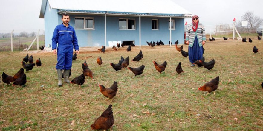 Çiftçilere yüzde 50  hibeli tavuk desteği