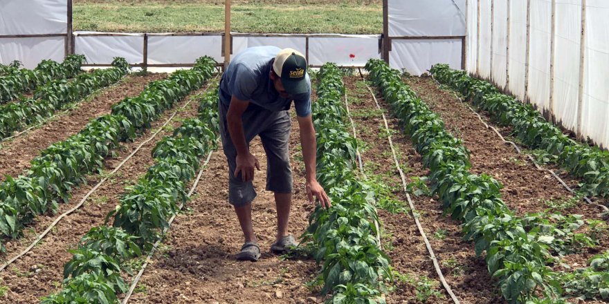 Çiftçiler sebze dikimine başladı