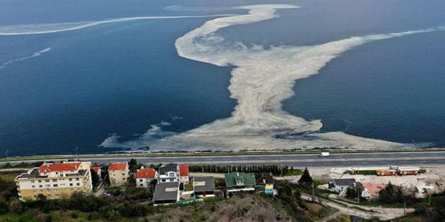 Deniz salyasına karşı  ortak hareket çağrısı