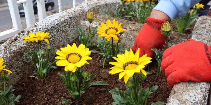 İzmit Saat Kulesi çevresi  çiçeklerle rengarenk oldu