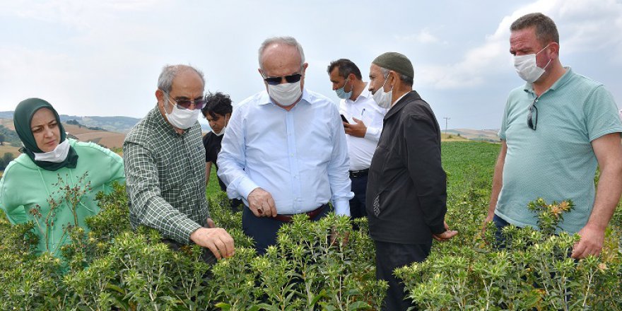 Kocaeli'de aspir yağ tesisi kurulacak