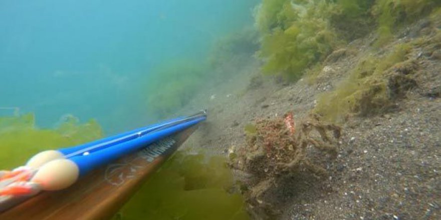 Müsilajın deniz altındaki tahribatı görüntülendi