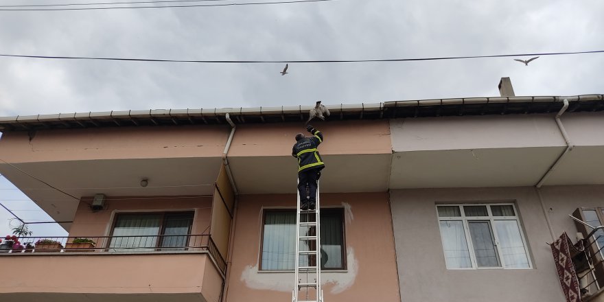 Ayağı çatıya sıkışan martıyı itfaiye kurtardı