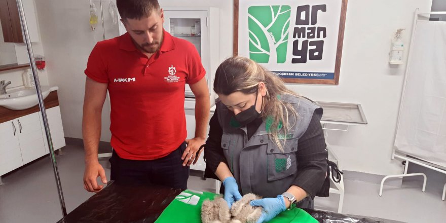 Kocaeli’de bulunan Kızıl Şahin yavruları koruma altına alındı