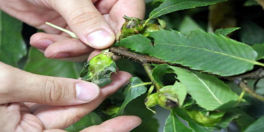 Kestane üreticisinin korkulu rüyası meclis gündeminde