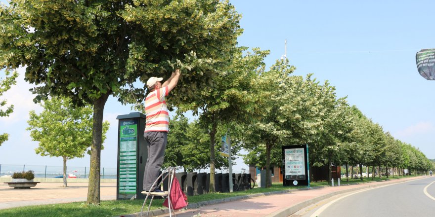Kocaeli sokaklarını ıhlamur kokusu sardı