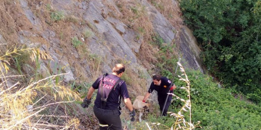 İtfaiye ekipleri mahsur kalan köpeği kurtardı