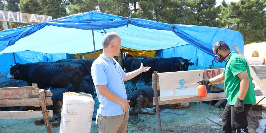 Kurban pazar yerleri ilaçlanıyor