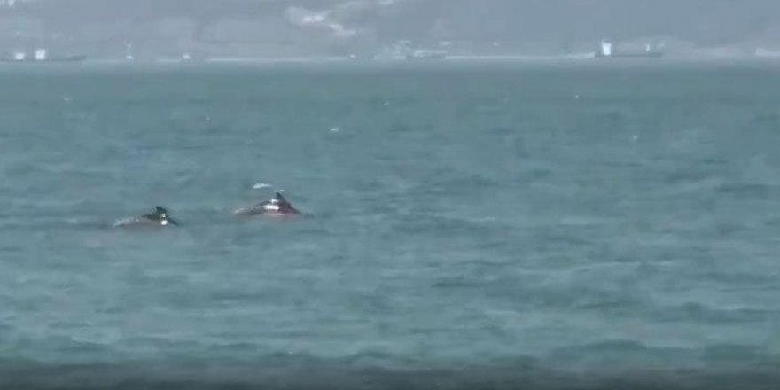 Müsilaj gitti, yunuslar geri geldi