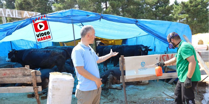 Kurban pazar yerleri ilaçlanıyor