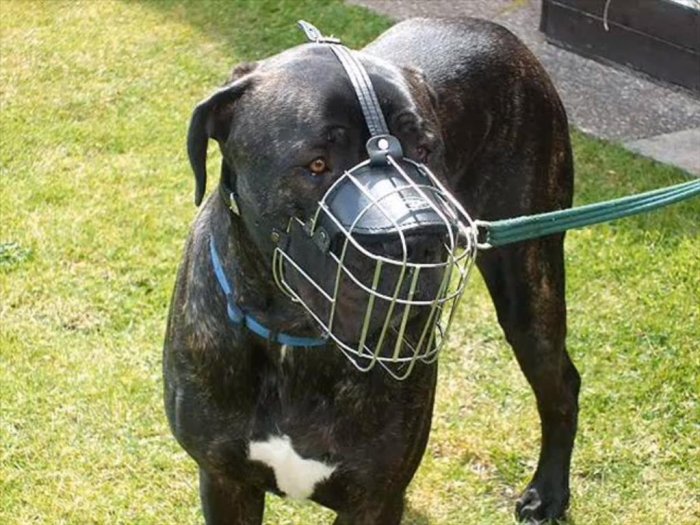 Parkta oyun oynarken köpek saldırdı