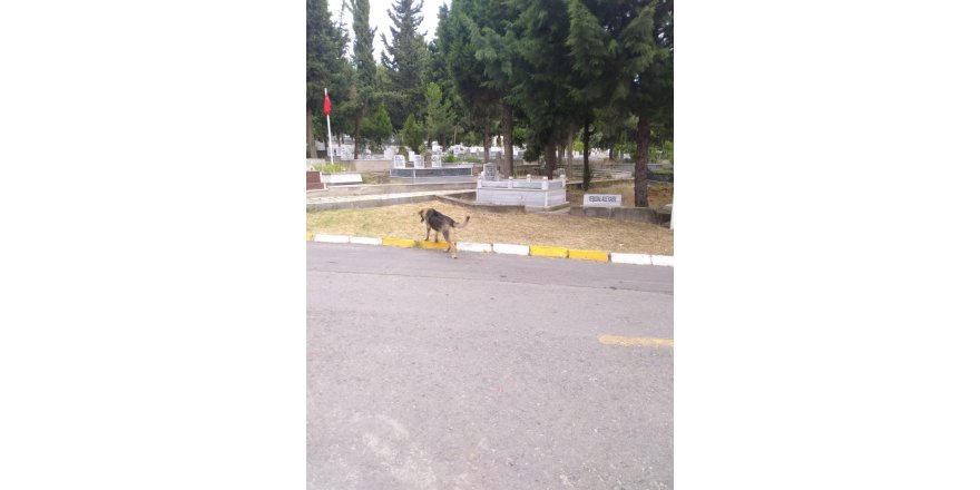 Köpekler mezarları eşiyor