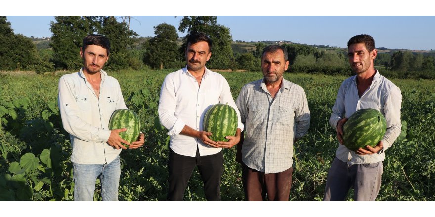 "Kandıra karpuzu"nun hasadı başladı