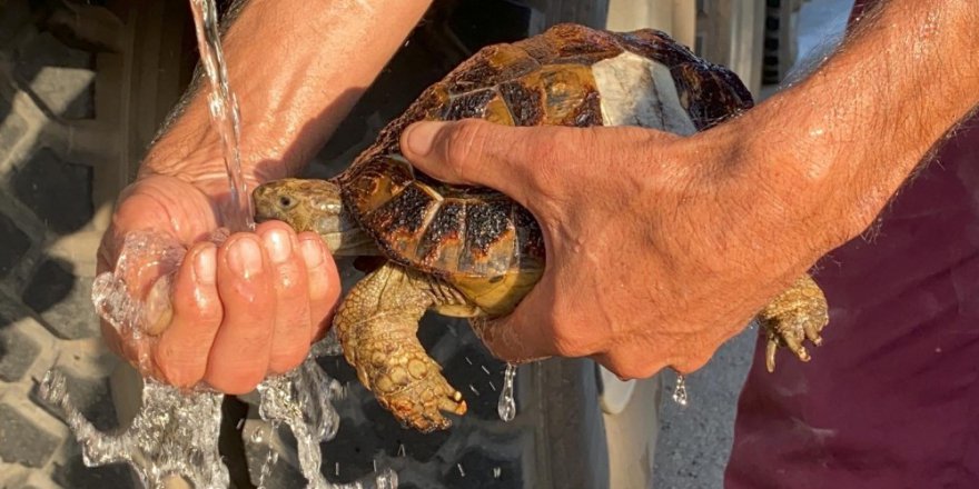 Yangında mahsur kalan kaplumbağayı Kocaeli itfaiyesi kurtardı