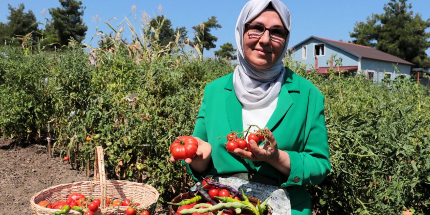 Kocaeli'de ata tohumları kadınların elinde yeşeriyor