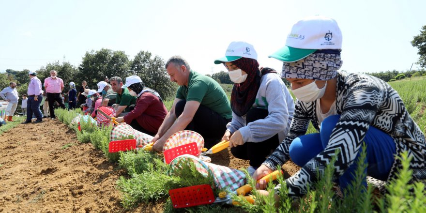 Kocaeli’de dikilen 2,6 milyon biberiyenin hasadına başlandı