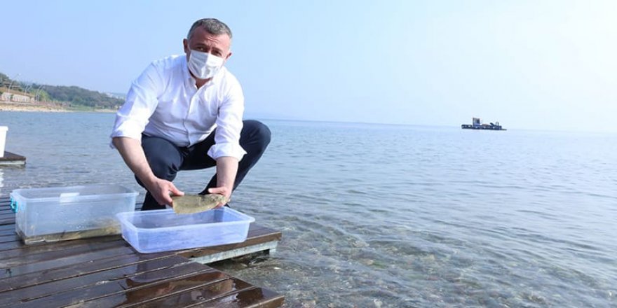 İzmit Körfezi'ne salınan kalkan balığı 10 ayda 740 gram aldı