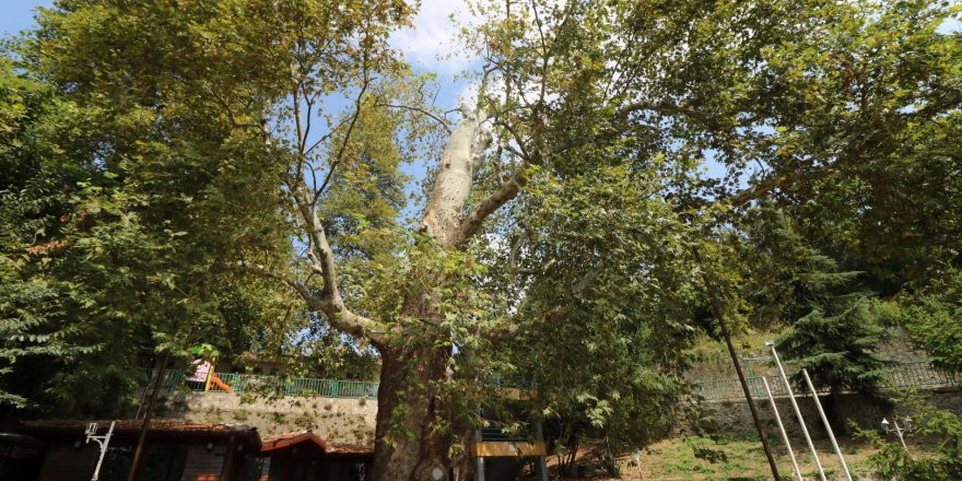 Asırlık çınar ağaçlarının bakımı ve tedavisi yapıldı