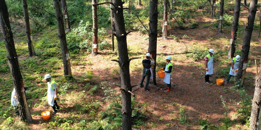 Kocaeli ormanları ekonomiye katkı sağlıyor