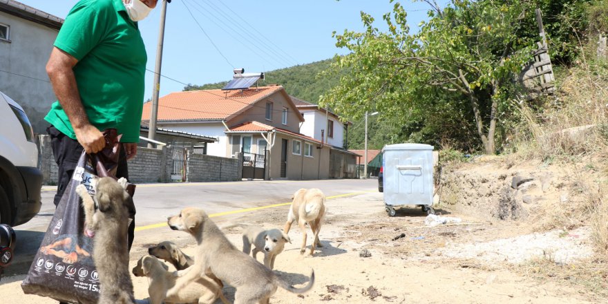 Sokak hayvanlarına 100 ton mama