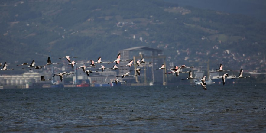 Körfez'de flamingolardan görsel şölen