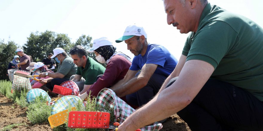 Kocaeli’de biberiye hasadı sürüyor