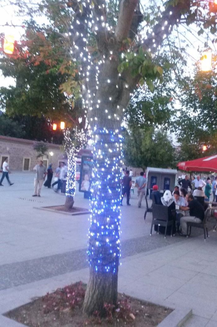 “Işıklar ağaçlara zarar veriyor”