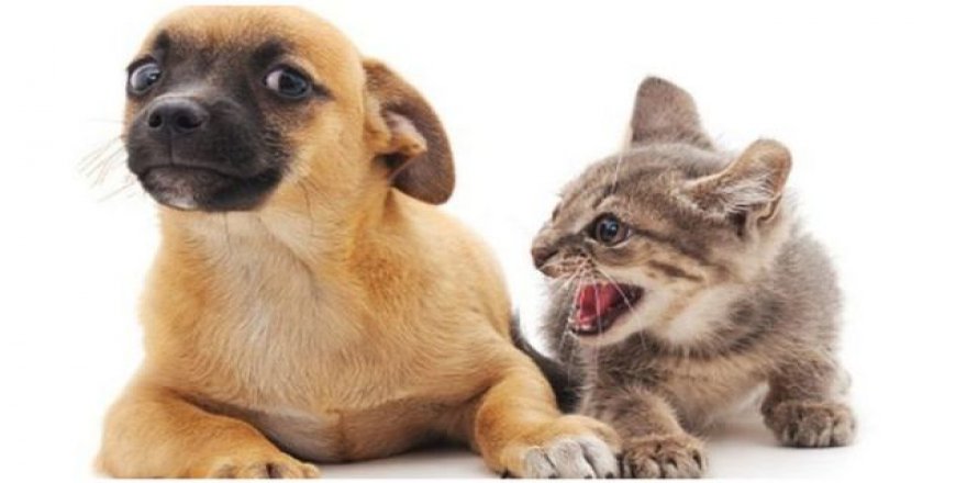 Hayvanlara mikroçip uygulanacak