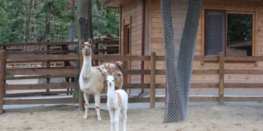 Doğal Yaşam Parkı, lamaya ilk kez anne sevincini yaşattı