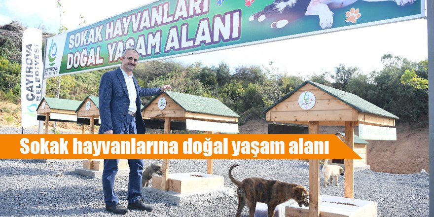 Sokak hayvanlarına doğal yaşam alanı