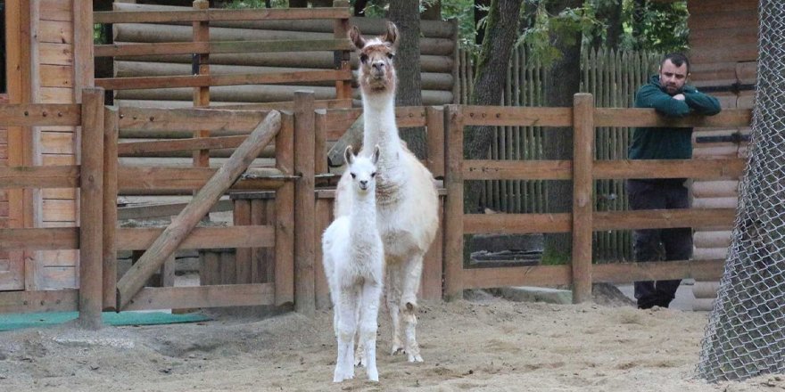 Minik Lama’nın ismi Pişmaniye oldu