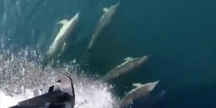 İzmit Körfezi'ne yunuslar daha çok gelmeye başladı