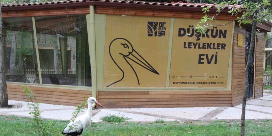 Düşkün Leylekler Evi, Ormanya‘da