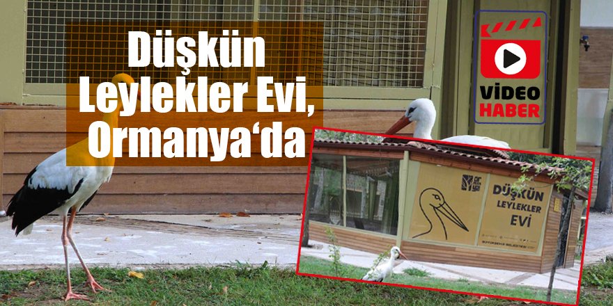 Düşkün Leylekler Evi, Ormanya‘da