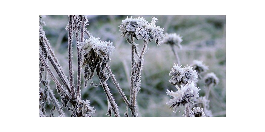 Kocaeli Valiliğinden zirai don uyarısı!