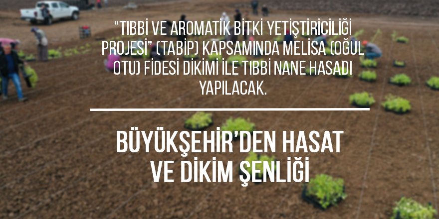 Büyükşehir’den hasat ve dikim şenliği